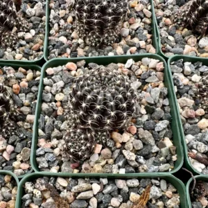 Spider Web Cactus Live Plant, Lobivia Arachnacantha, 3.5