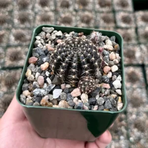 Spider Web Cactus Live Plant, Lobivia Arachnacantha, 3.5" Pot, Unique Spines - Image 1