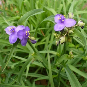 Spiderwort (Tradescantia virginiana) Bare-root Perennial Plant | Blue-Violet Flowers - Image 3