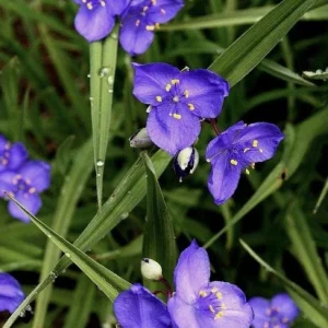 Spiderwort (Tradescantia virginiana) Bare-root Perennial Plant | Blue-Violet Flowers - Image 1