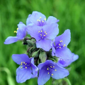 Spiderwort (Tradescantia virginiana) Bare-root Perennial Plant | Blue-Violet Flowers - Image 4