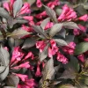 Spilled Wine Weigela Live Plant – Red Leaves, Magenta Flowers – 4 inch Pot – Outdoor Shrub - Image 1