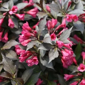 Spilled Wine Weigela Live Plant – Red Leaves, Magenta Flowers – 4 inch Pot – Outdoor Shrub - Image 3
