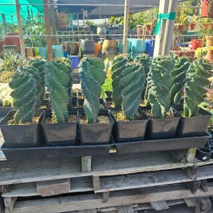 Spiral Cactus Cereus Forbesii Spiralis Live Plant 1 Gallon Pot Rare Rooted - Image 2