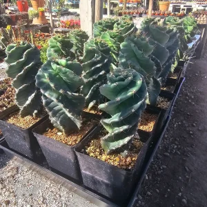 Spiral Cactus Cereus Forbesii Spiralis Live Plant 1 Gallon Pot Rare Rooted - Image 3