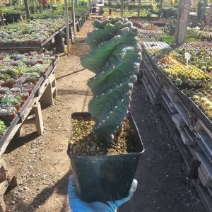 Spiral Cactus Cereus Forbesii Spiralis Live Plant 1 Gallon Pot Rare Rooted - Image 4