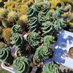 Spiral Cactus Live Plant - Cereus Forbesii Spiralis - 3.5in Pot - Rooted Rare Cactus - Image 2