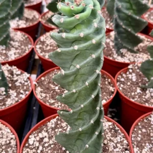 Spiral Cactus Live Plant – Cereus Forbesii Spiralis – Rare Cactus – 4