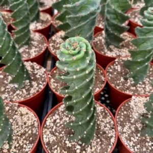 Spiral Cactus Live Plant – Cereus Forbesii Spiralis – Rare Cactus – 4