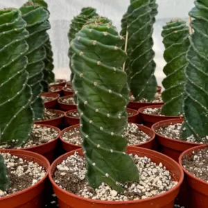 Spiral Cactus Live Plant – Cereus Forbesii Spiralis – Rare Cactus – 4