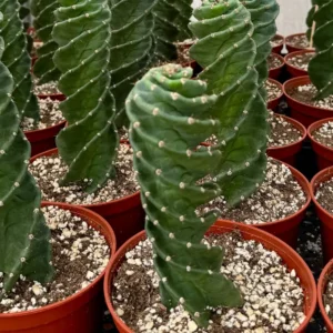 Spiral Cactus Live Plant – Cereus Forbesii Spiralis – Rare Cactus – 4