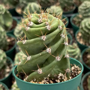 Spiral Cactus Live Plant – Cereus Forbesii Spiralis – Rare Cactus – 4