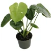 Split Leaf Philodendron - Monstera Deliciosa Live Plant 4 inch Pot Indoor - Image 1