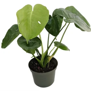 Split Leaf Philodendron - Monstera Deliciosa Live Plant 4 inch Pot Indoor - Image 1