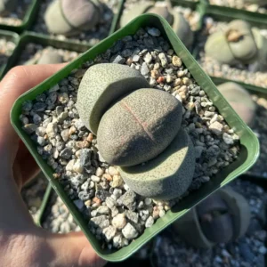 Split Rock Succulent Live Plant – Pleiospilos Nelii – 3.5 inch Pot – Indoor/Outdoor - Image 2