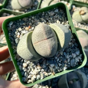 Split Rock Succulent Live Plant – Pleiospilos Nelii – 3.5 inch Pot – Indoor/Outdoor - Image 3
