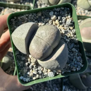 Split Rock Succulent Live Plant – Pleiospilos Nelii – 3.5 inch Pot – Indoor/Outdoor - Image 4