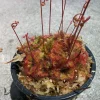 Spoon Leaf Sundew (Drosera Spathulata) Live Carnivorous Plant, 3 inch pot, Indoor/Outdoor - Image 1