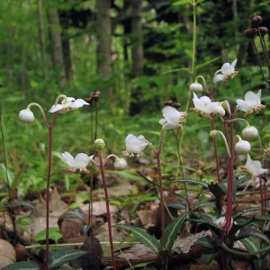 Spotted Wintergreen Bare Root Plant - Chimaphila Maculata - Evergreen Herb - Image 2