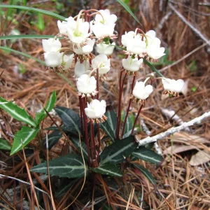 Spotted Wintergreen Bare Root Plant - Chimaphila Maculata - Evergreen Herb - Image 1