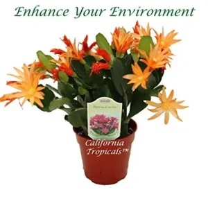 Spring Cactus Live Plant – 4 inch Pot – Surprise Bloom Color – Indoor/Outdoor - Image 1