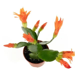 Spring Cactus Surprise Color Live Plant – 2 inch Pot – Indoor - Image 1