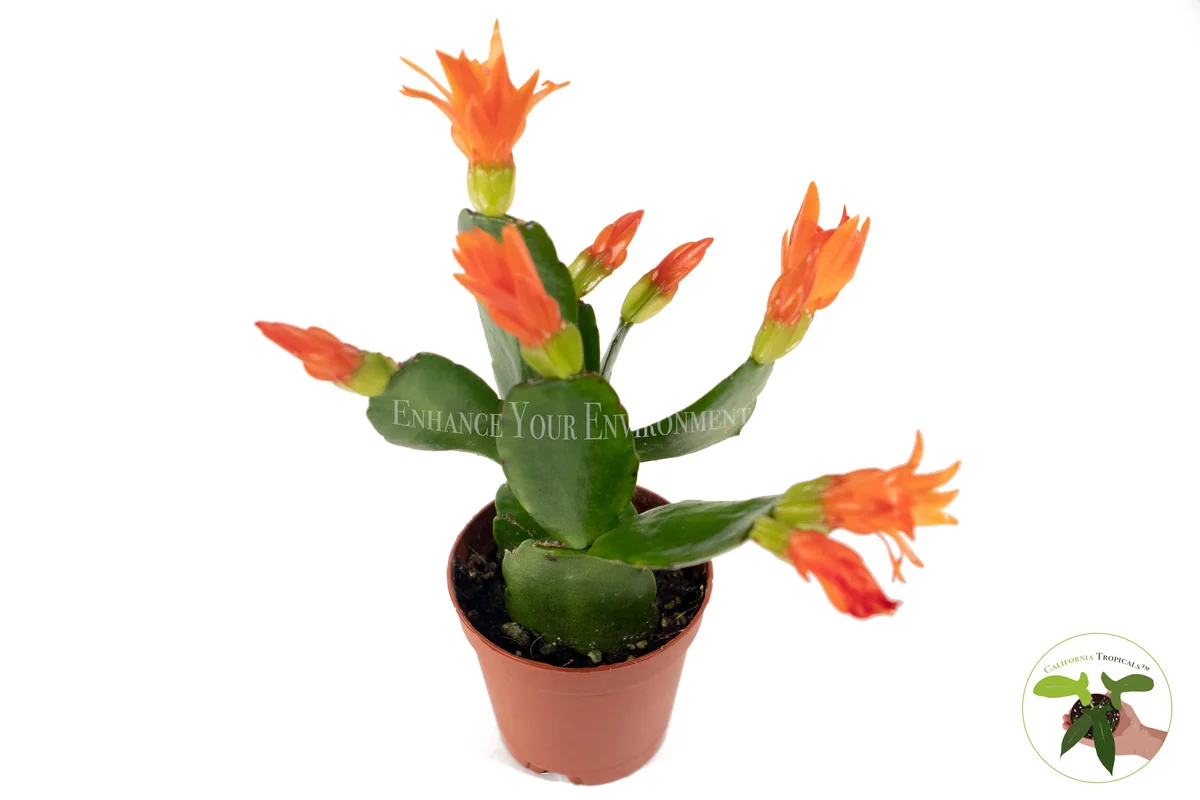 Spring Cactus Surprise Color Live Plant – 2 inch Pot – Indoor - Image 2
