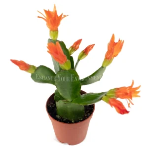 Spring Cactus Surprise Color Live Plant – 2 inch Pot – Indoor Flowering Plant - Image 2