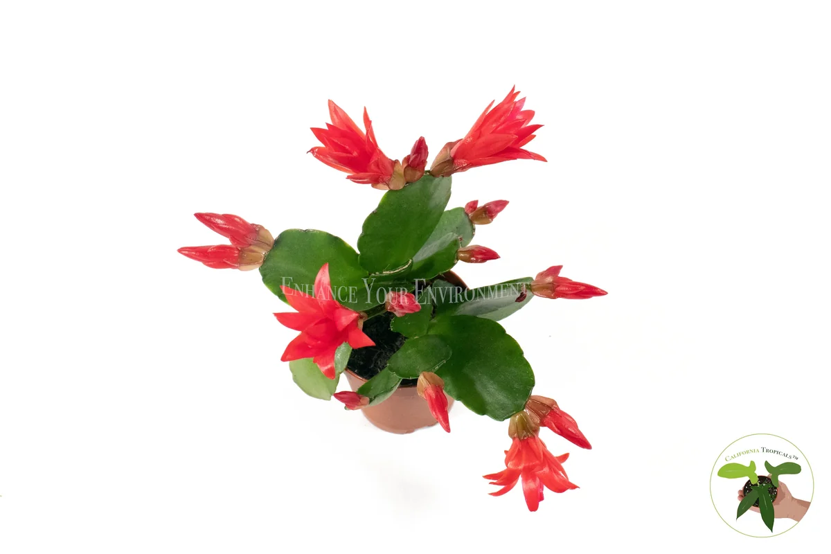 Spring Cactus Surprise Color Live Plant – 2 inch Pot – Indoor - Image 3