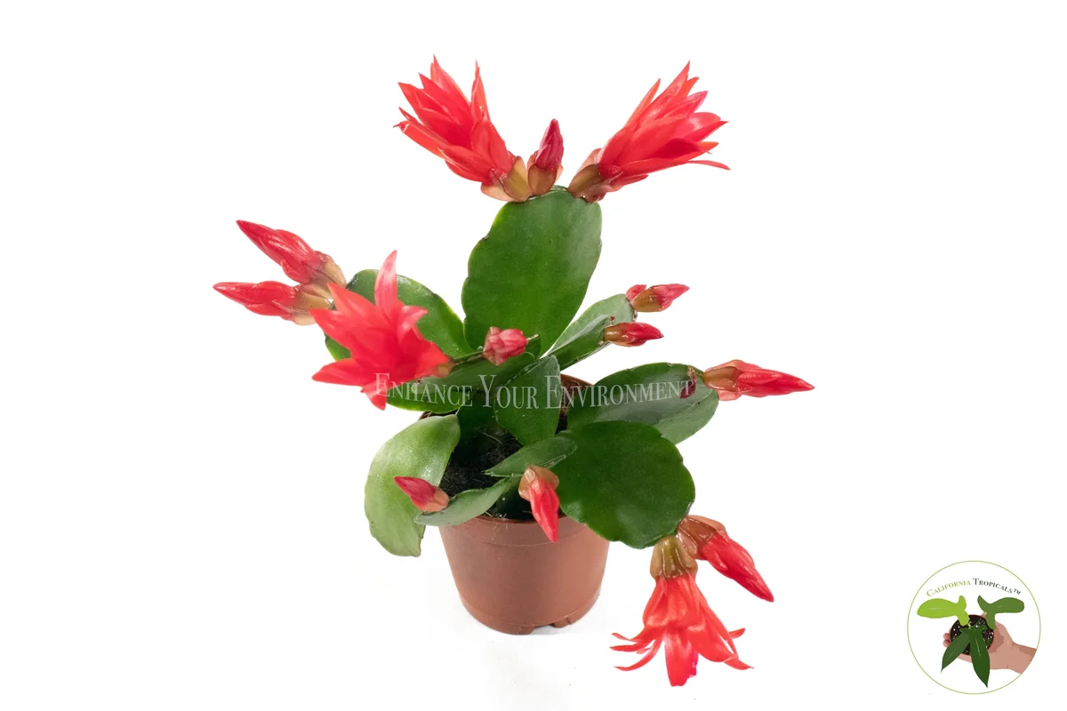 Spring Cactus Surprise Color Live Plant – 2 inch Pot – Indoor - Image 4