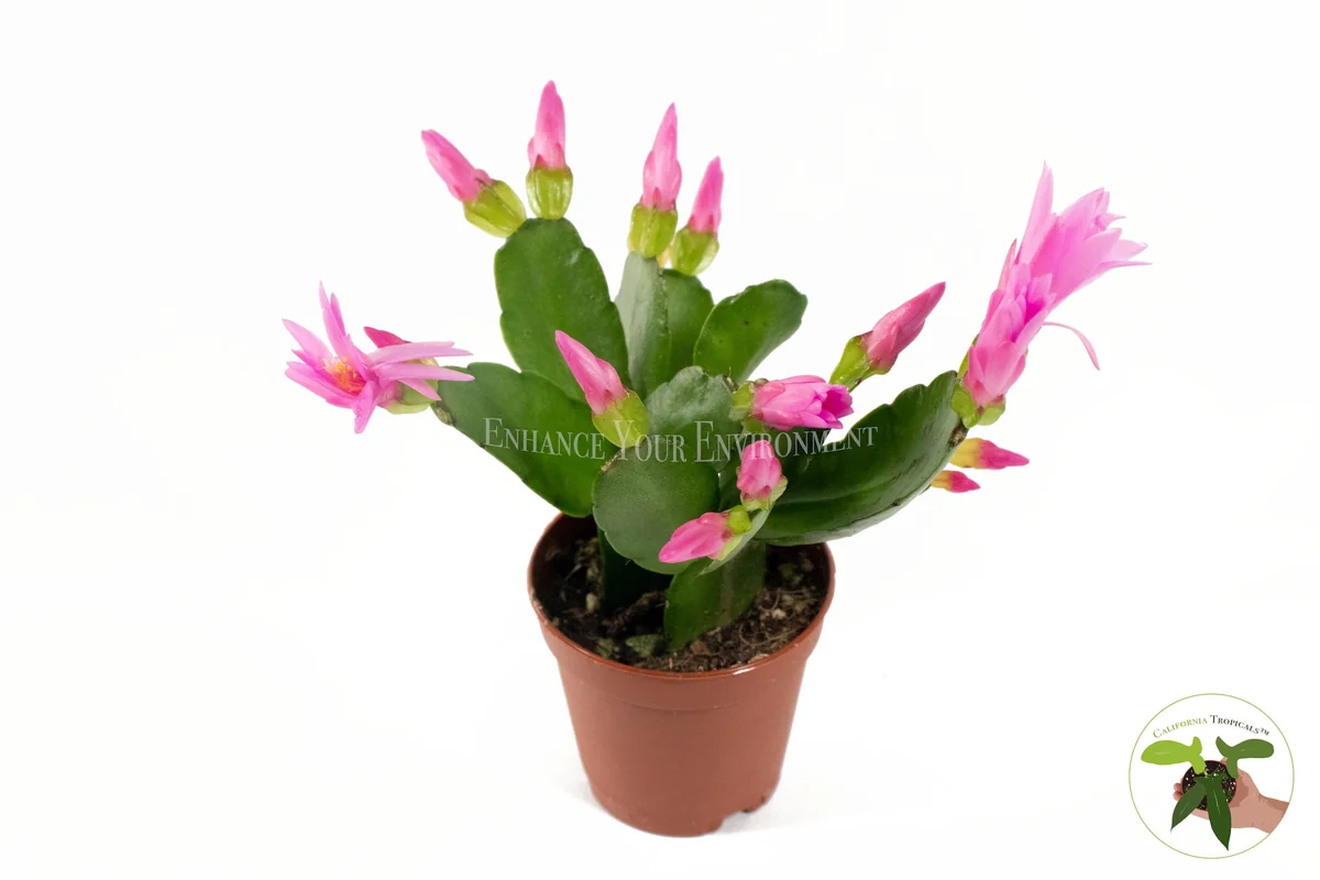Spring Cactus Surprise Color Live Plant – 2 inch Pot – Indoor - Image 5