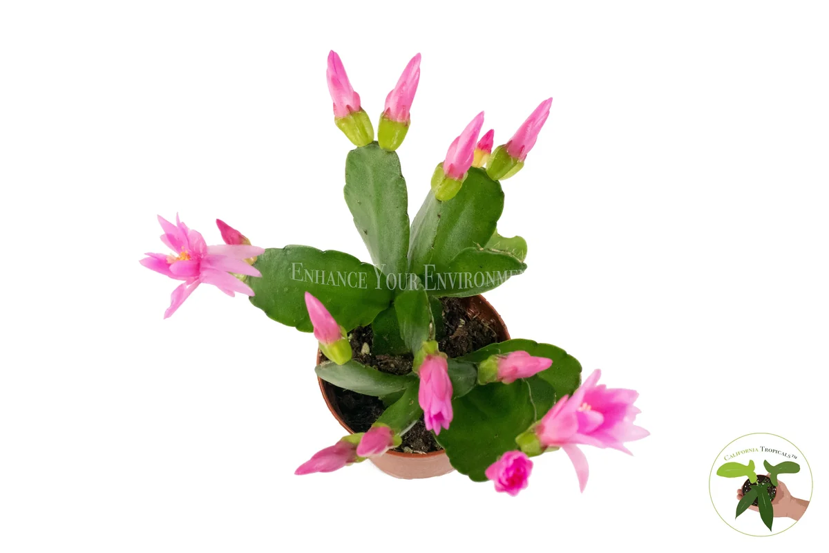 Spring Cactus Surprise Color Live Plant – 2 inch Pot – Indoor - Image 6