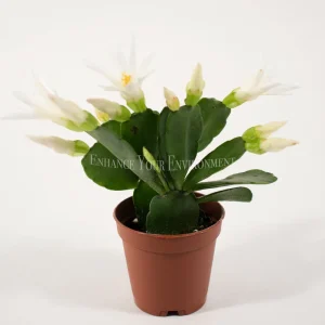 Spring Cactus Surprise Color Live Plant – 2 inch Pot – Indoor - Image 7