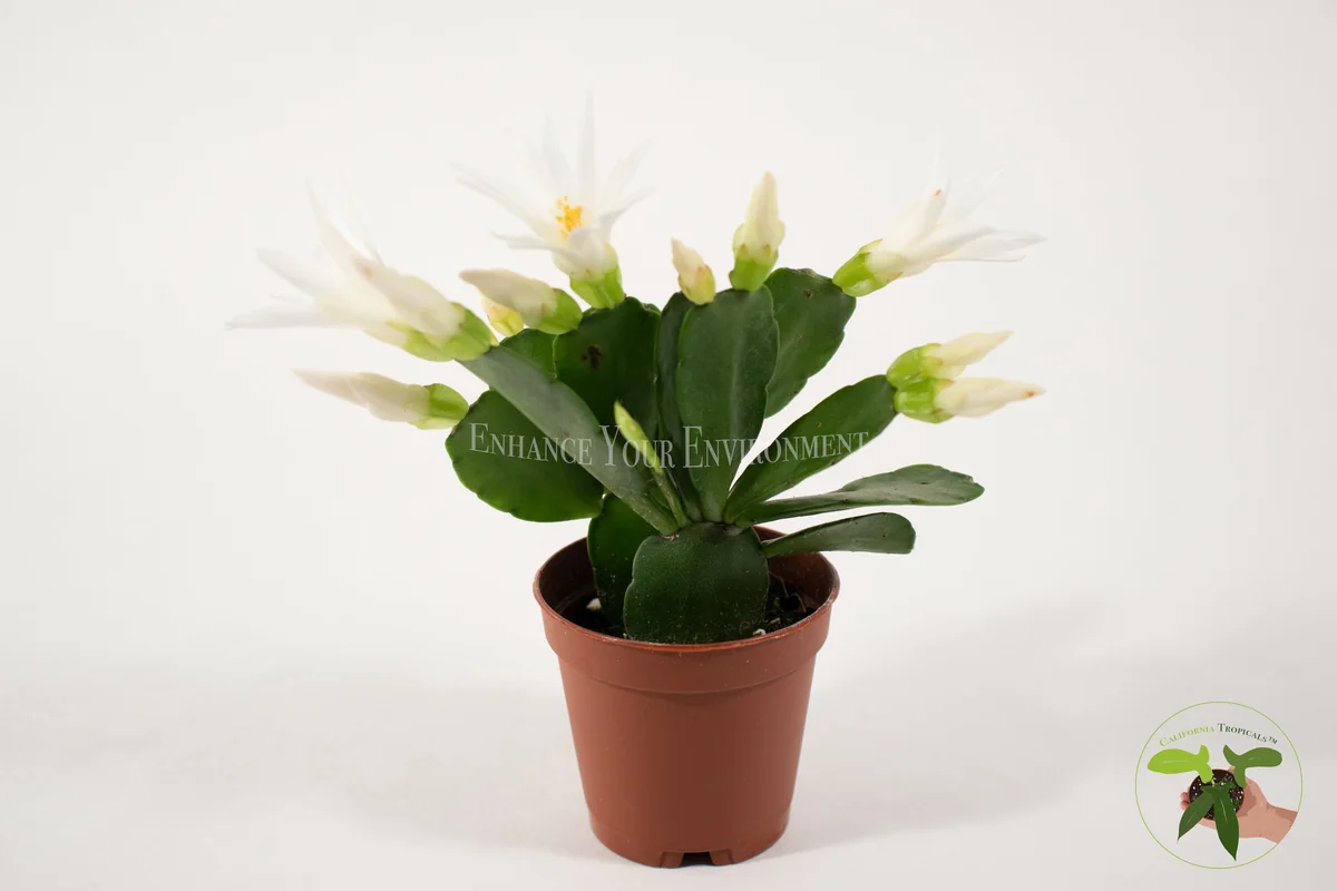 Spring Cactus Surprise Color Live Plant – 2 inch Pot – Indoor - Image 7