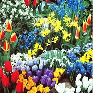 Spring Garden Bulb Mix - 50 Assorted Bulbs for Continuous Blooms, Hardy Zones 2-9, 18