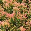 Spring Torch Scotch Heather Live Plant - Calluna vulgaris - 4 inch Pot - Image 1