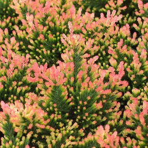 Spring Torch Scotch Heather Live Plant - Calluna vulgaris - 4 inch Pot - Image 1
