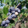 Springhigh Blueberry Live Plant - 1 Vaccinium corymbosum Starter Plug - Early Large Berries - Image 1