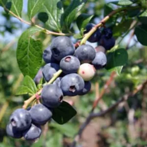 Springhigh Blueberry Live Plant - 1 Vaccinium corymbosum Starter Plug - Early Large Berries - Image 5