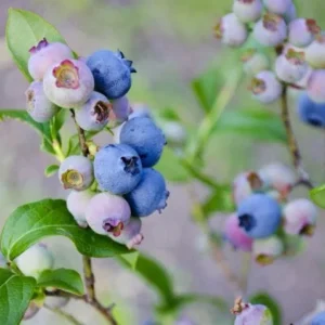 Springhigh Blueberry Live Plant - 1 Vaccinium corymbosum Starter Plug - Early Large Berries - Image 8