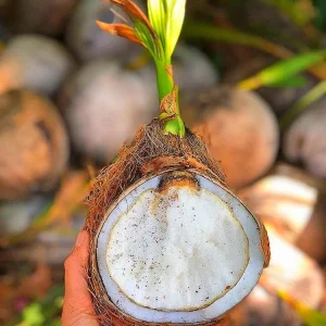 Sprouted Coconut Fruit - Certified Costa Rican, Unique Culinary Experience - Image 2