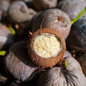 Sprouted Coconut Fruit - Certified Costa Rican, Unique Culinary Experience - Image 3