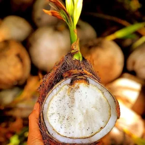 Sprouted Coconut Fruit - Cotton Candy Texture, 2-Pack, Costa Rican - Image 2