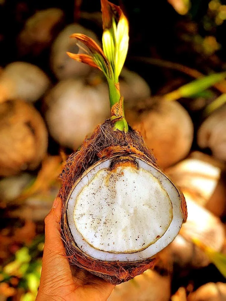 Sprouted Coconut Fruit - Cotton Candy Texture, 2-Pack, Costa Rican - Image 2
