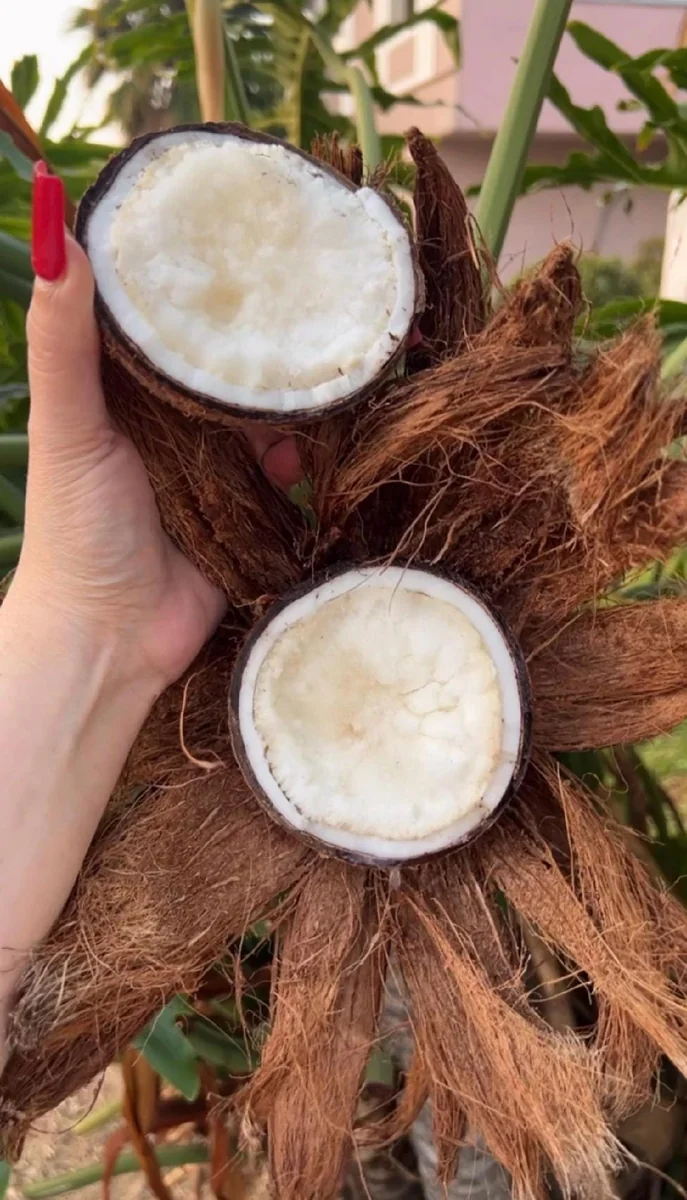 Sprouted Coconut Fruit - Cotton Candy Texture, 2-Pack, Costa Rican - Image 3