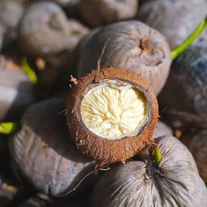 Sprouted Coconut Fruit - Cotton Candy Texture, 2-Pack, Costa Rican - Image 5