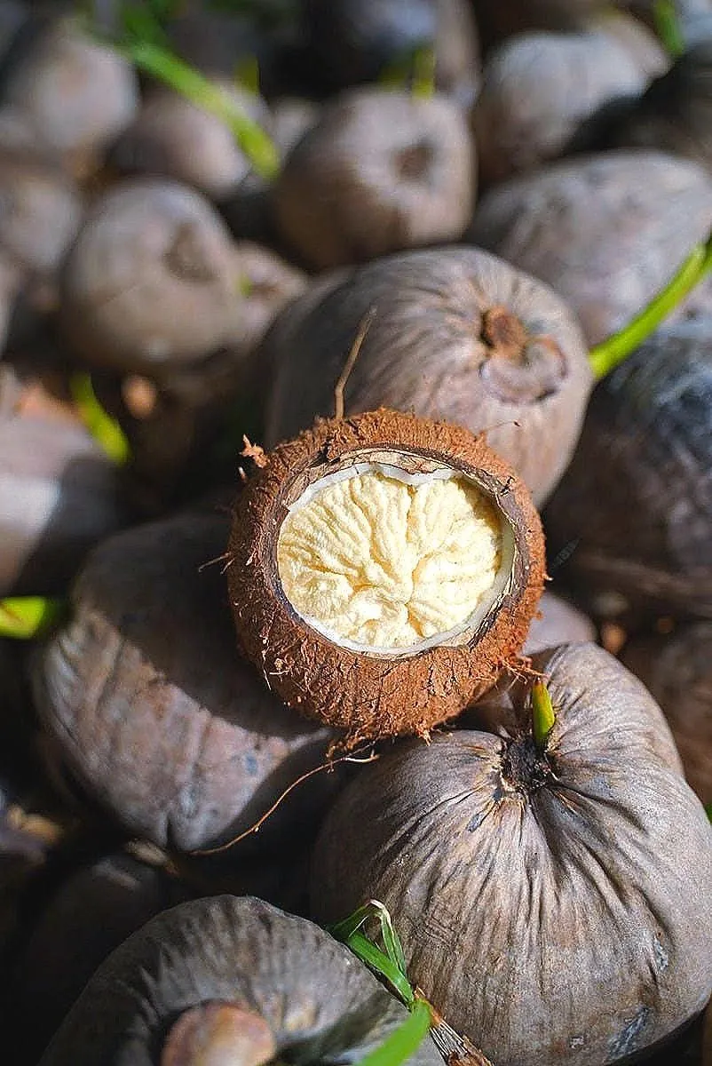 Sprouted Coconut Fruit - Cotton Candy Texture, 2-Pack, Costa Rican - Image 5