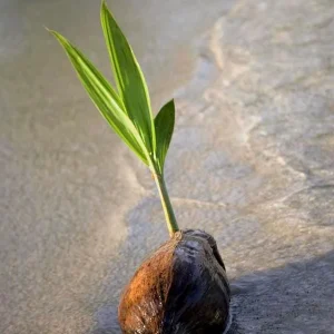 Sprouted Coconut Fruit - Cotton Candy Texture, 2-Pack, Costa Rican - Image 7