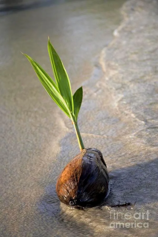 Sprouted Coconut Fruit - Cotton Candy Texture, 2-Pack, Costa Rican - Image 7