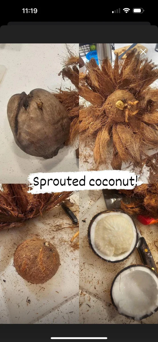 Sprouted Coconut Fruit - Cotton Candy Texture, 2-Pack, Costa Rican - Image 9